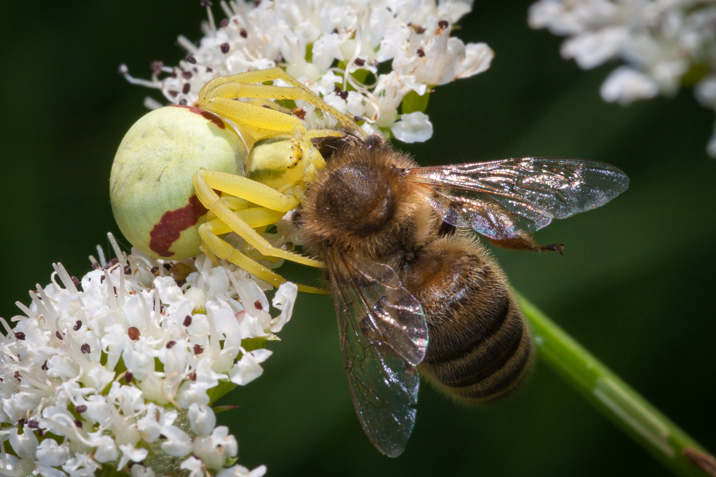 A Crab Spider and its Prey David Gibbeson Photography