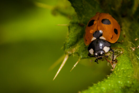 Ladybird close up