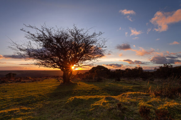 A tree at Winsford Hill on Exmoor at sunset