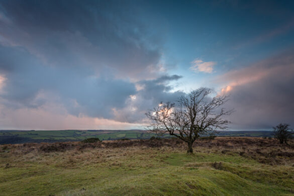 Tree-in-evening-light-at-Exmoor-national-park