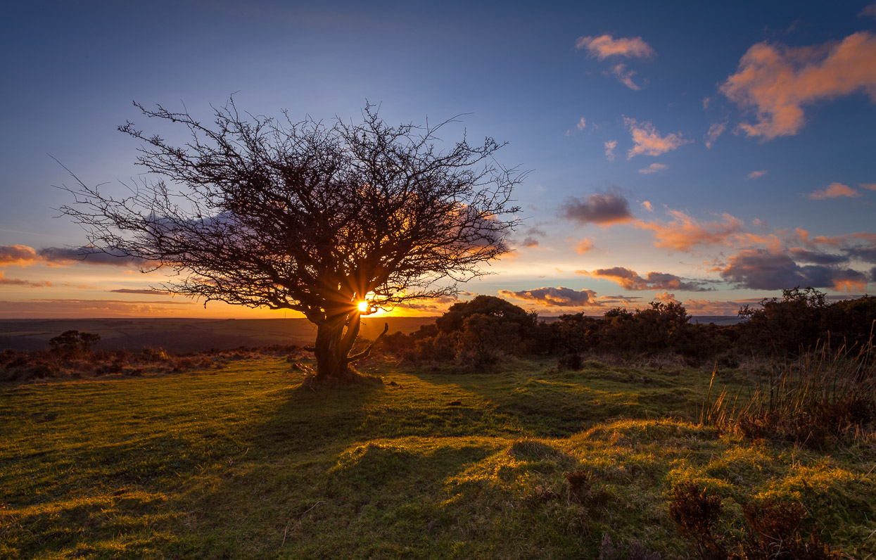 A tree at Winsford Hill on Exmoor at sunset
