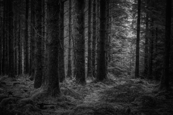 Fernworthy forest. Dartmoor