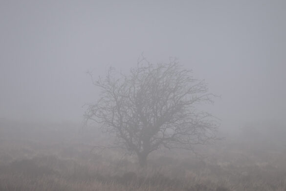 Tree in the fog on Exmoor National Park