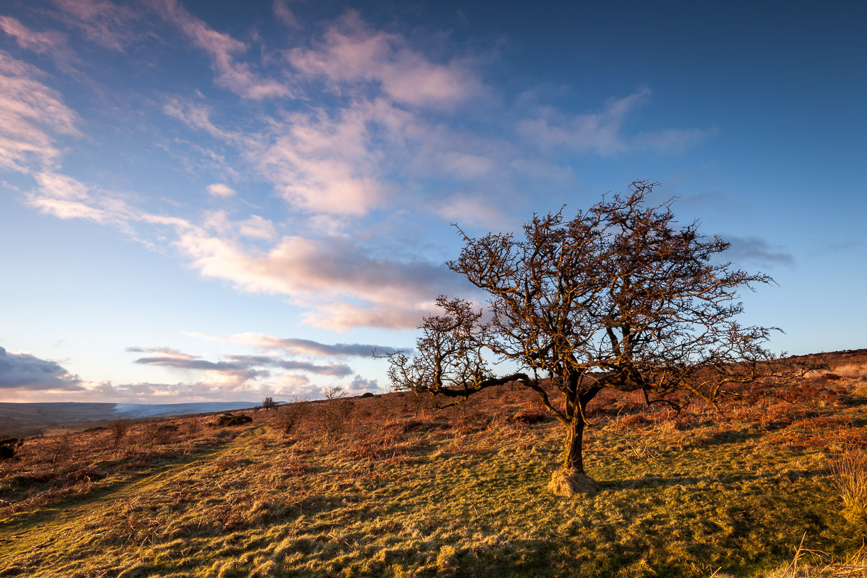 The approaching sunset illuminates the tree on Exmoor