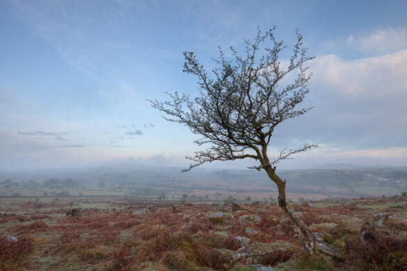 A-tree-on-Dartmoor-national-park-at-dawn