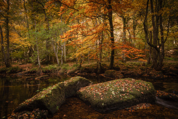 Autumn landscape photography at Fingle Bridge and the river Teign by David Gibbeson