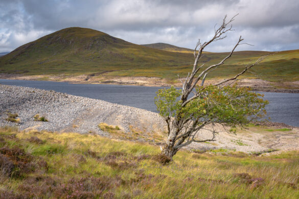 Tree at Loch Glascarnoch - Scotland by David Gibbeson Travel Photography