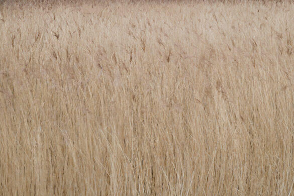 Reeds blowing in the wind - David Gibbeson Photography