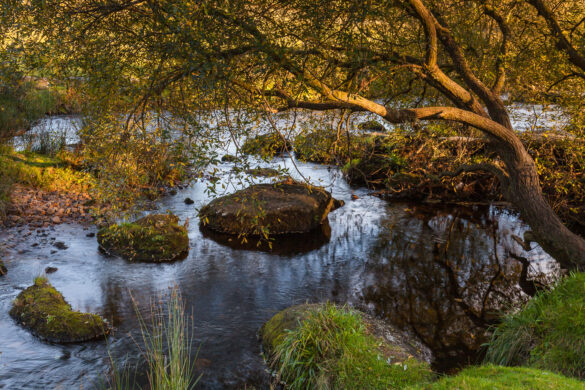 River Dart at Bellever Dartmoor by david gibbeson