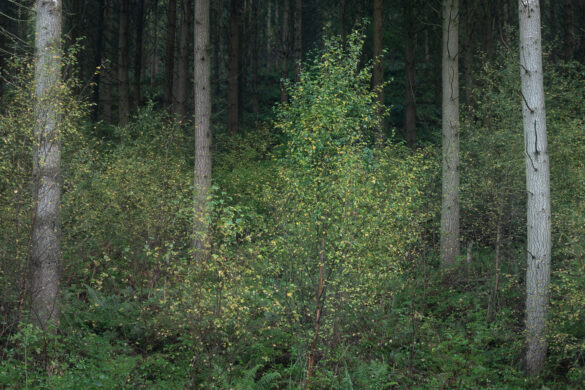 Small Tree Among Giants - Dartmoor landscape photography