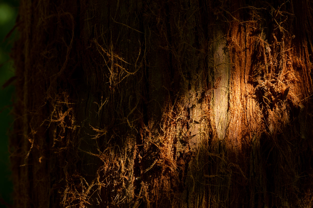 Conifer tree trunk illuminated with dappled light 2 - David Gibbeson