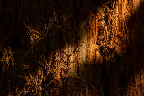 Conifer tree trunk illuminated with dappled light - David Gibbeson